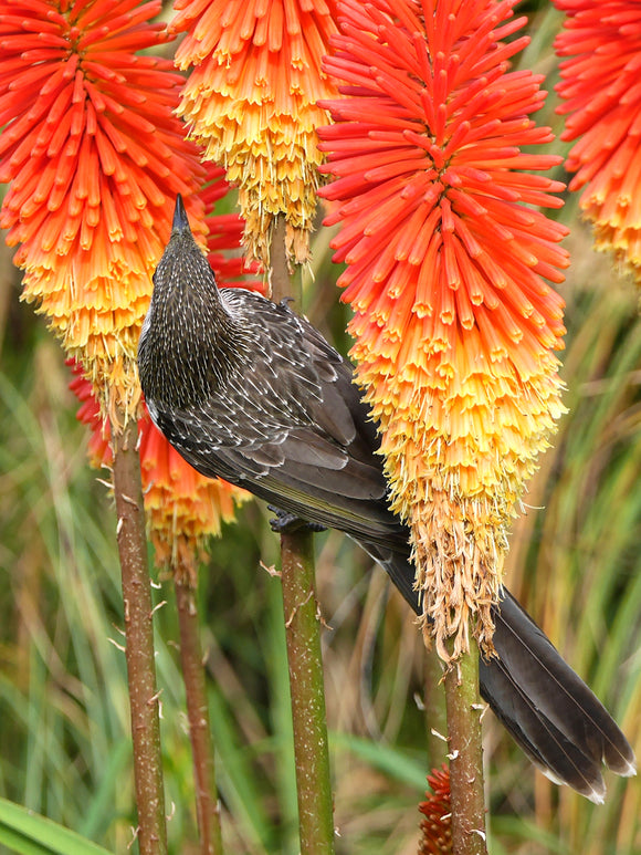 Red Hot Poker - Bare Root Perennial - Kniphofia - Bird