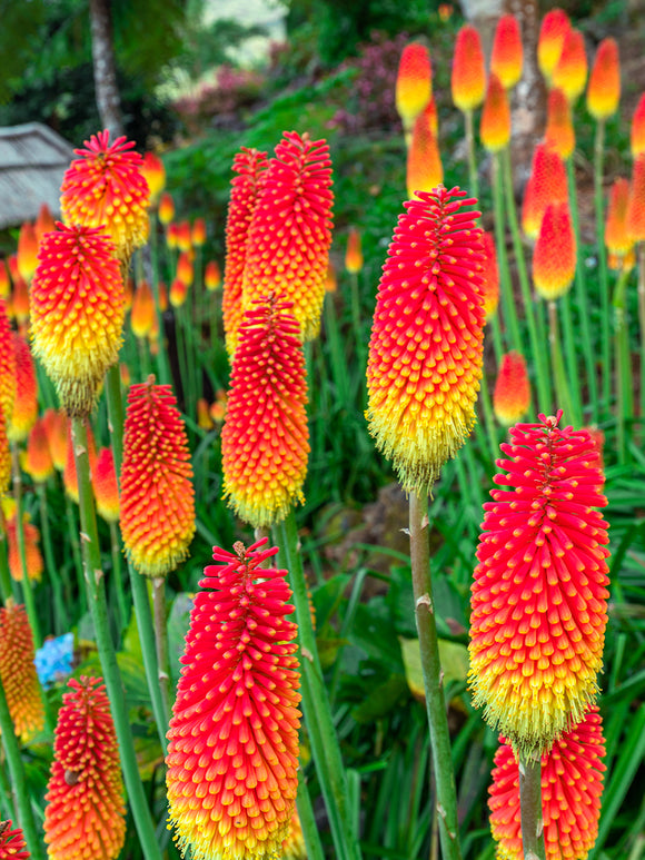 Red Hot Poker - Bare Root Perennial - Kniphofia