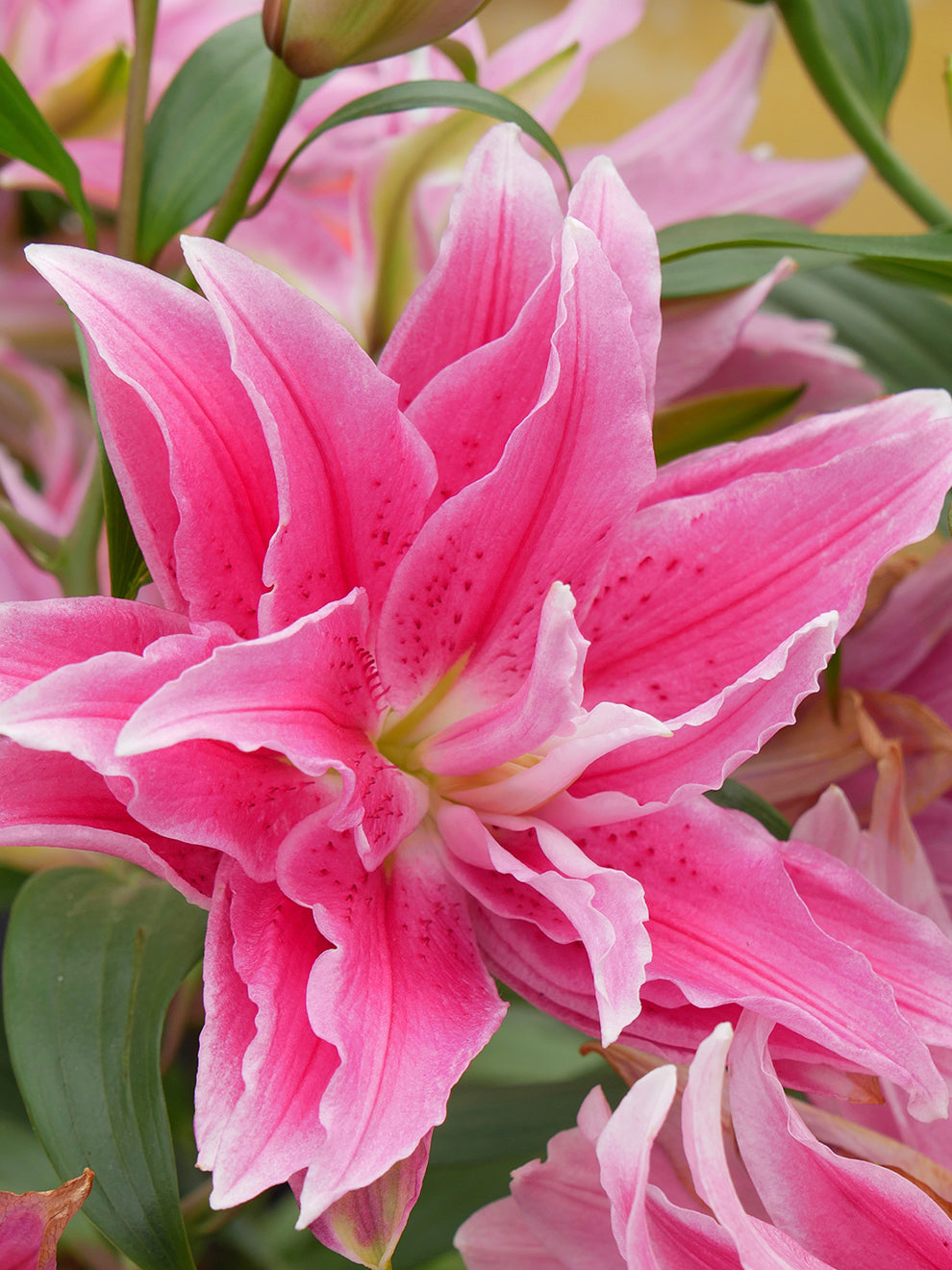 jasmine lily flower Roselily Jasmina, Double Lily Bulbs
