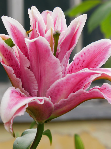 Roselily_Larissa_6bf6d13f-9a3a