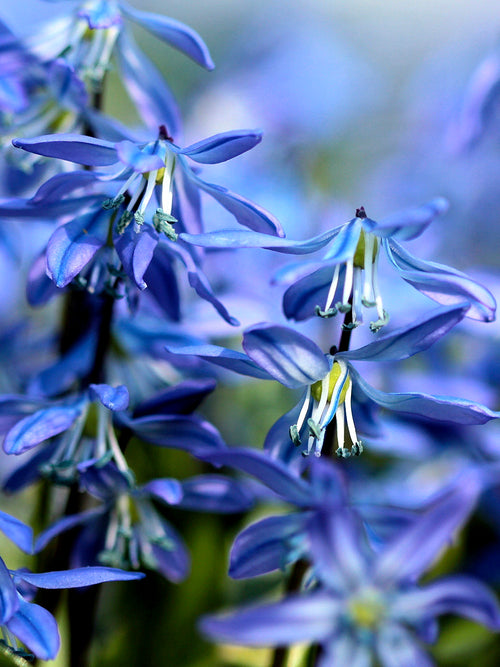 Scilla Siberica bulbs