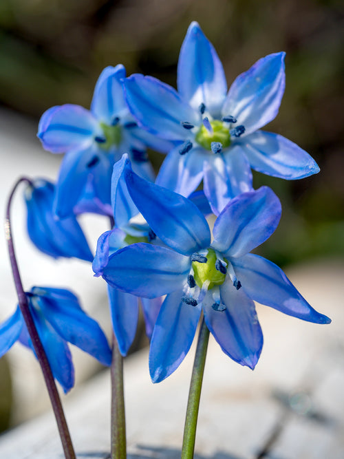 Scilla Siberica bulbs Sebirian Squill