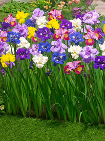 Siberian Iris Breeders Mixed