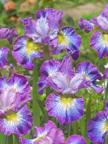 Siberian Iris How Audacious