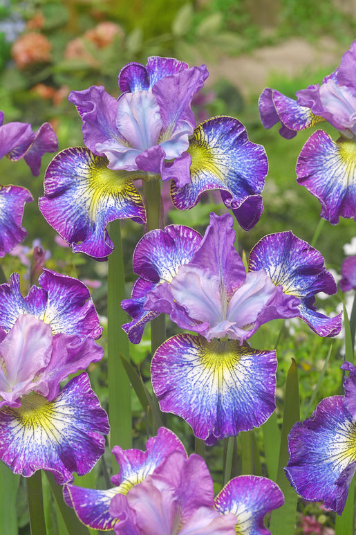 Siberian Iris How Audacious Bare Roots