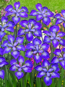 Siberian Iris I See Stars