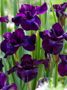 Siberian Iris Purplelicious