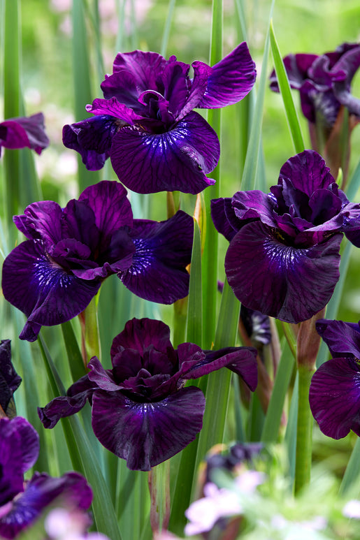 Buy Siberian Iris Purplelicious Bare Roots