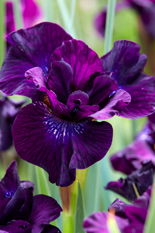 Siberian Iris Purplelicious Roots