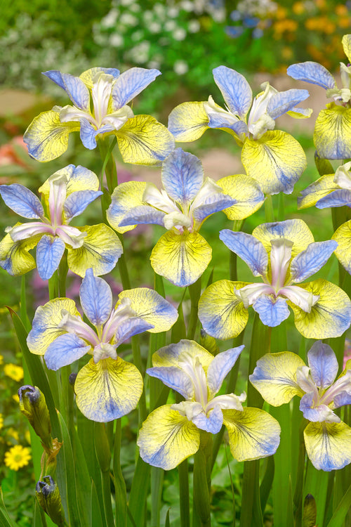 Siberian Iris Tipped in Blue