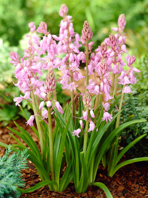 Scilla Campanulata Pink