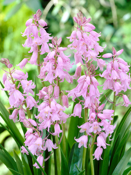 Spanish Bluebells Bulbs (Hyacinthoides) Pink | DutchGrown™