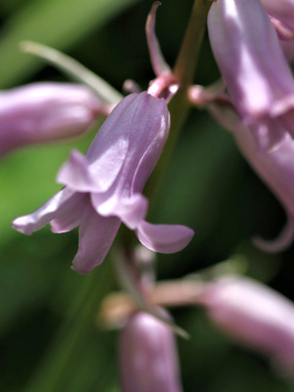 Spanish Bluebell Dainty Maid Pink