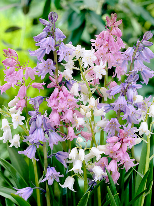 Spanish Bluebell bulbs Mixed colors