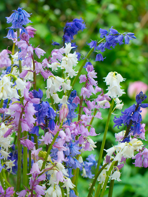 Spanish Bluebell bulbs Mixed Colors