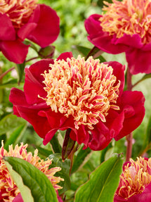 Peony Sword Dance