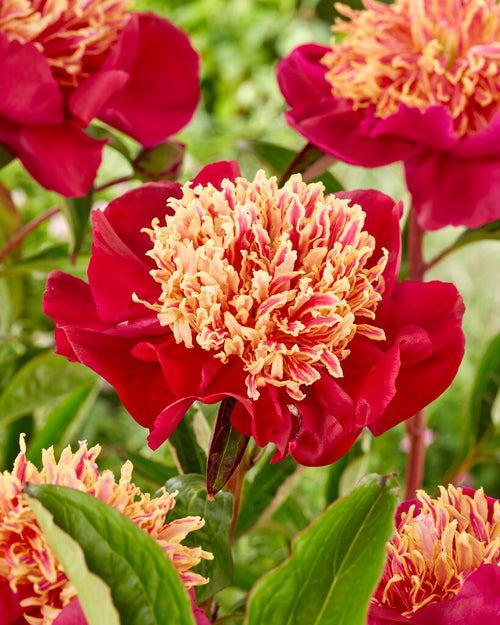 Peony Roots Sword Dance Peonies