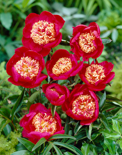 Sword Dance Peony Roots Peonies