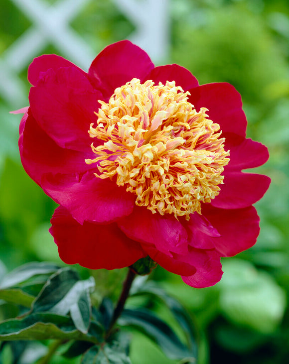 Peonies Sword Dance