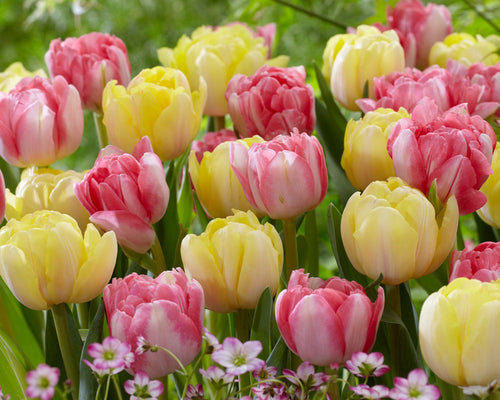 Spring Tulip Bulb Mix