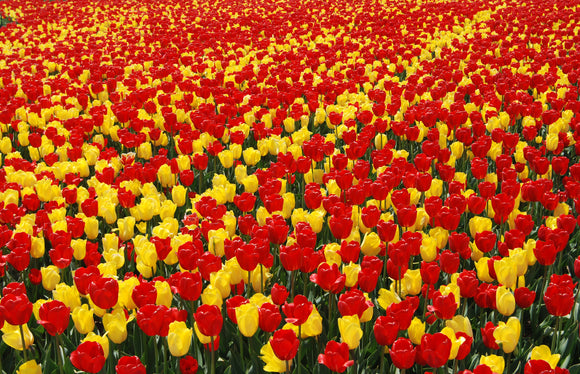 Tulip Fire Parade Collection Red and Yellow Jumbo Darwin Tulips
