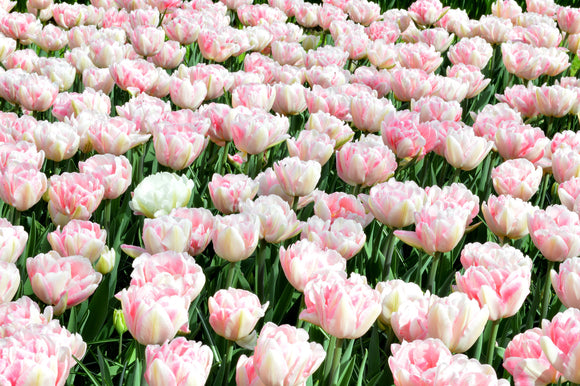 Tulip Flower Bulbs - Foxtrot Pink