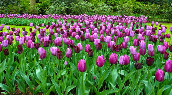 Black and purple tulip bulbs