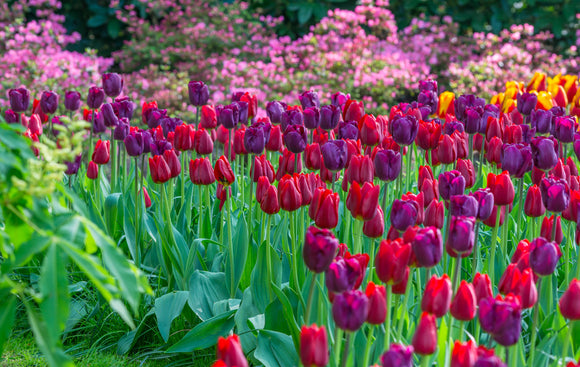 Triumph Tulip Bulb Mix - Red and purple