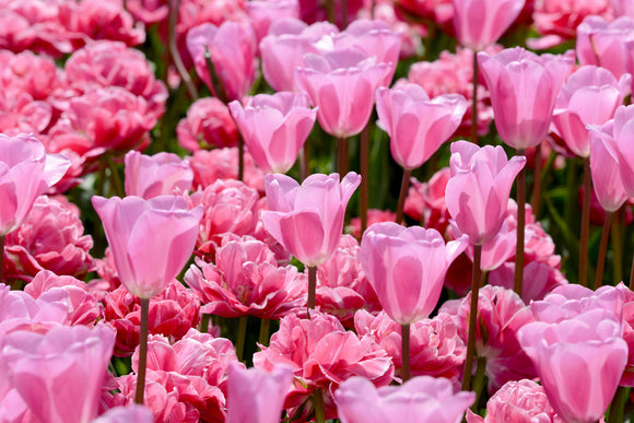 Pink Tulip Mix by DutchGrown