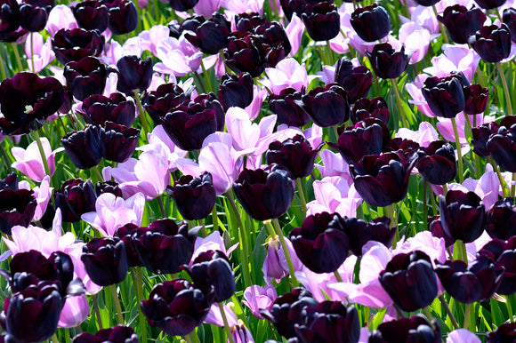 Purple tulip bulbs mix by DutchGrown
