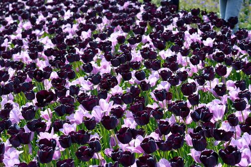 Wholesale Purple Tulip Bulbs mix 