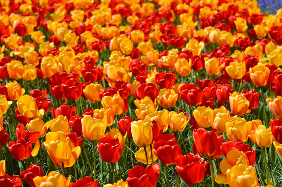 Darwin Hybrid Tulip Bulbs - Red + Yellow