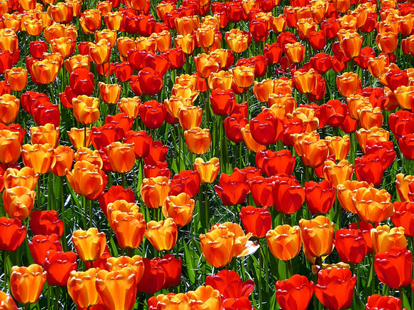 Red and orange Tulip Bulb Collection called Sunny Days