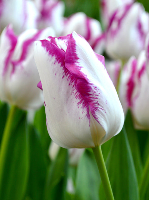 Tulip Affaire White Purple