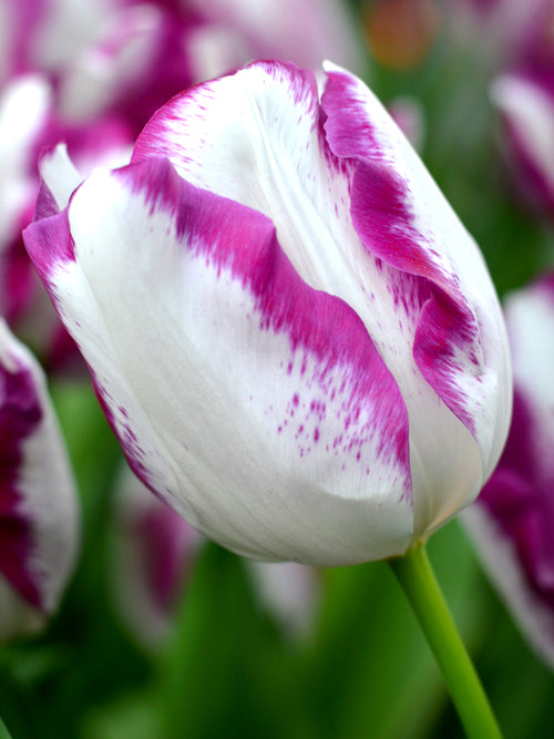 Wholesale Affaire Tulip Bulbs