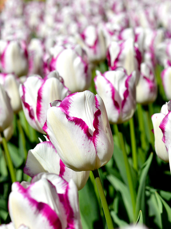 Tulip Affaire Bulbs