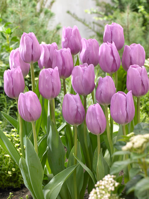 Group of tulip alibi lavender blue flowers