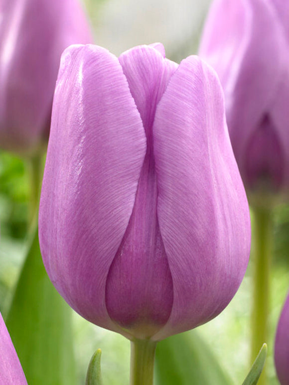 Tulip Alibi Lavender blue
