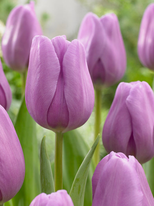 Triumph Tulip Alibi