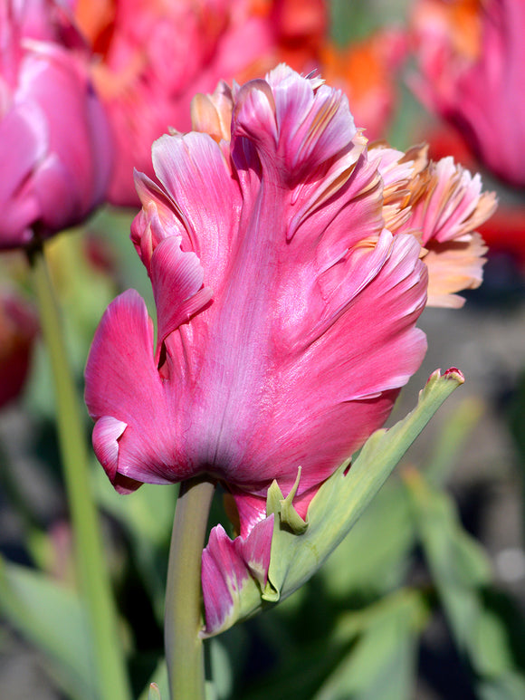 Tulip Amazing Parrot - DutchGrown