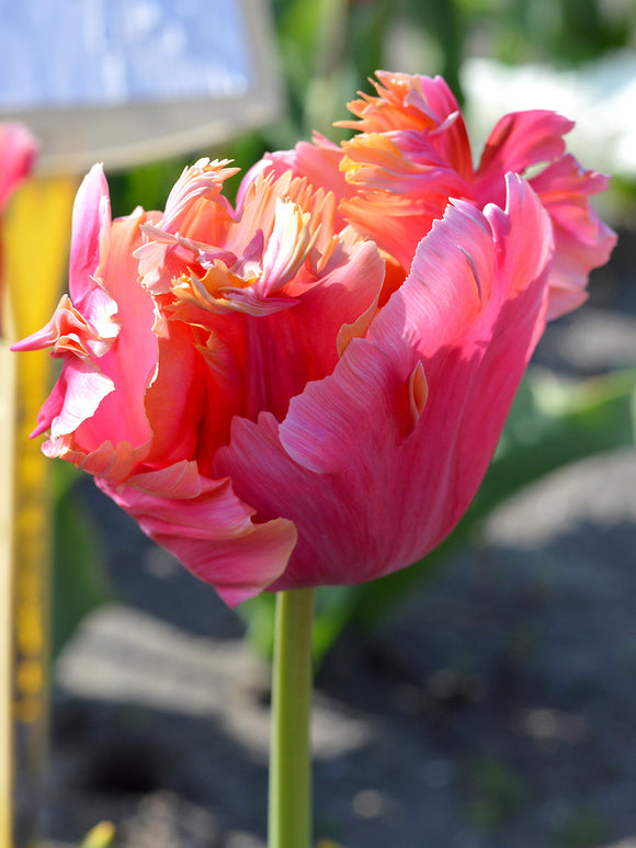 Tulip Amazing Parrot - DutchGrown