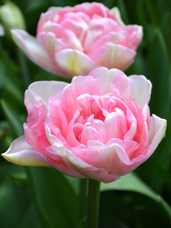 Angelique Tulip Bulbs