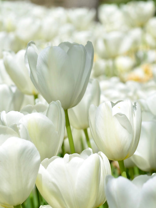 Tulip Angels Wish - White Tulip Bulbs - Big Flowers
