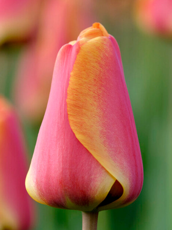 Darwin Hybrid Tulip Apeldoorn's Elite Red Yellow