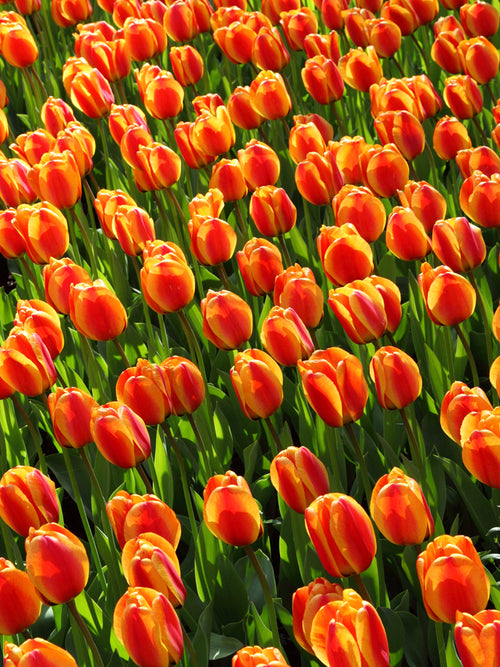 Apeldoorn Elite Tulip Bulbs