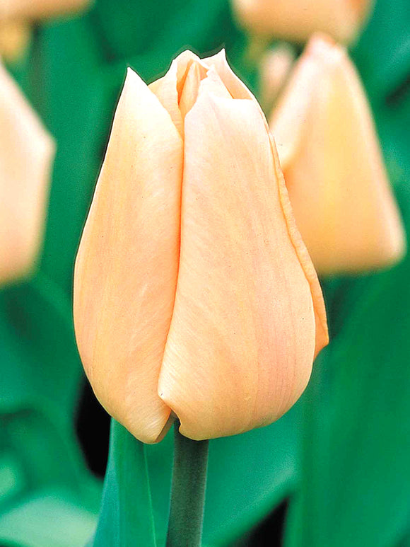 Darwin Hybrid Tulip Apricot Giant