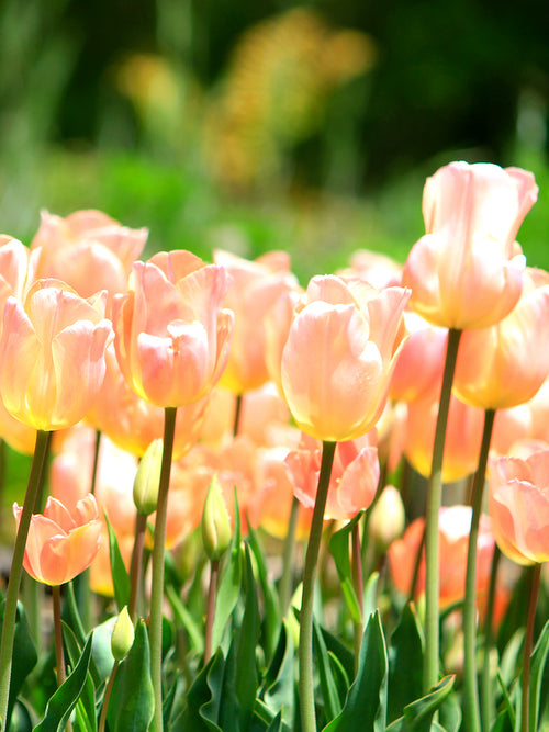 Tulip Bulbs Giant Apricot Beauty