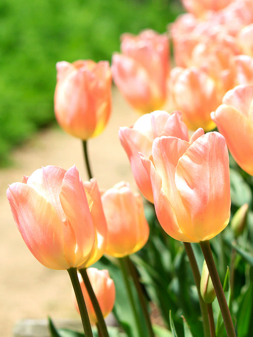 Tulip Bulbs Giant Apricot Giant