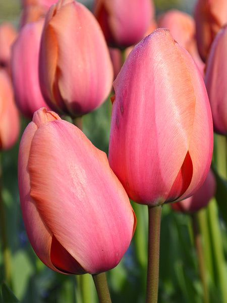 Tulip Apricot Impression | Jumbo Darwin Tulip Bulbs | DutchGrown™