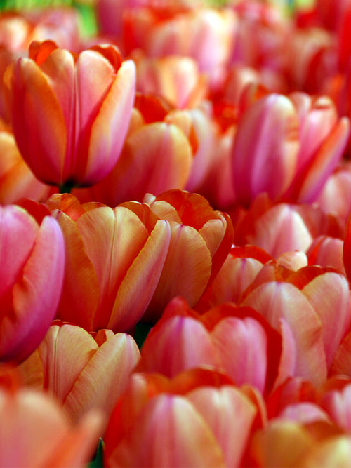 Jumbo Darwin Apricot Impression Tulip Bulbs - USA delivery